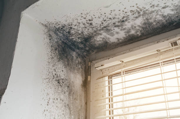 Affordable Mold Inspection And Testing solutions in Monroe Township, NJ